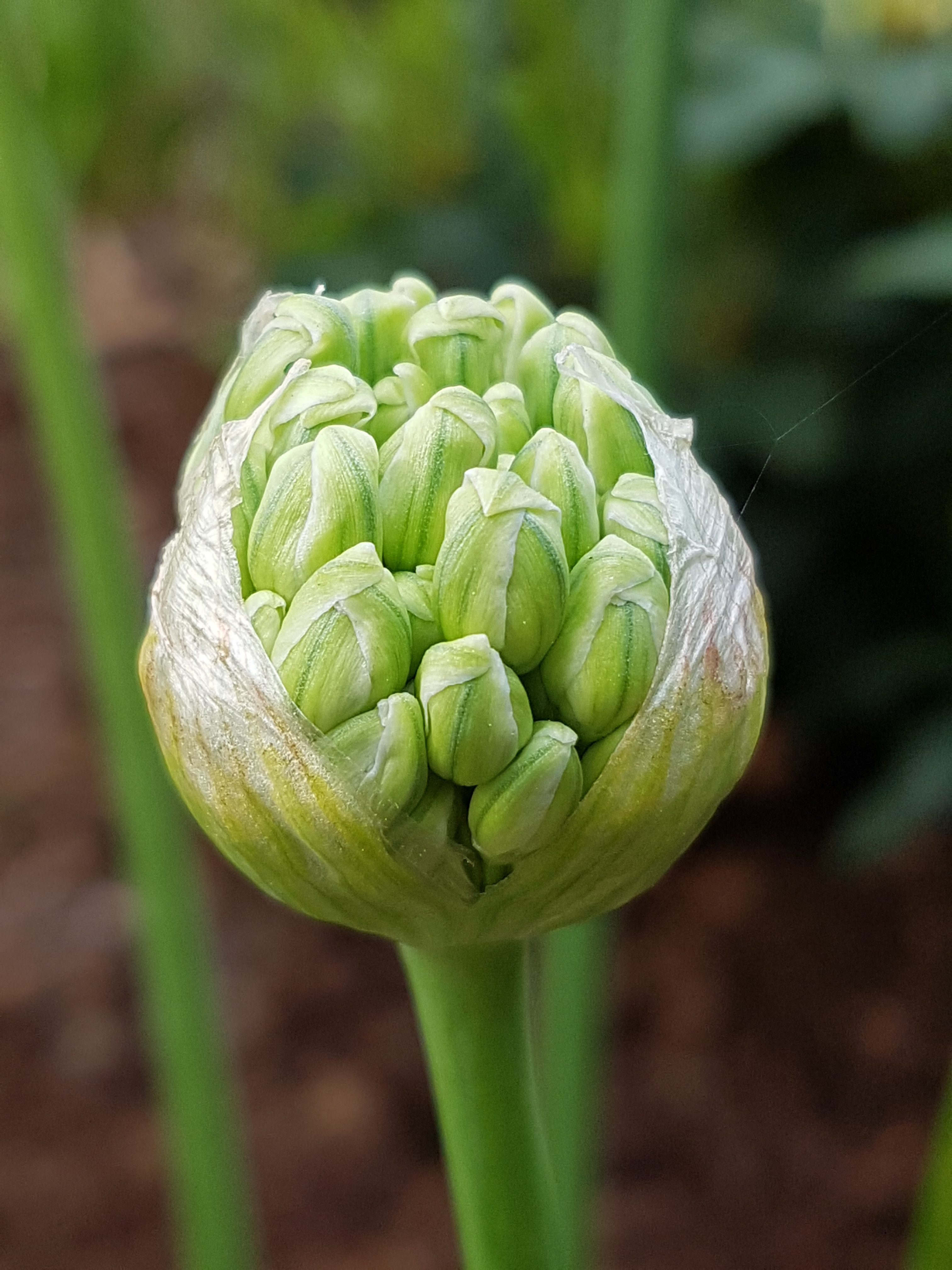 Hjernerystelse hos voksne og børn. Få ro på hovedet og kroppen igen med Biodynamisk Kranio-Sakral Terapi. Kontakt eksamineret terapeut, Lis Hauge, 40199714